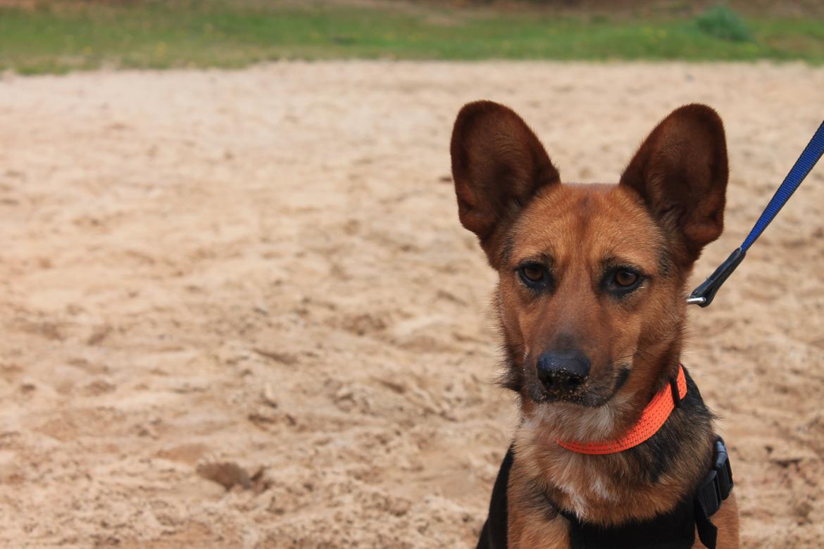 Blanding af racer Foxy billede 1