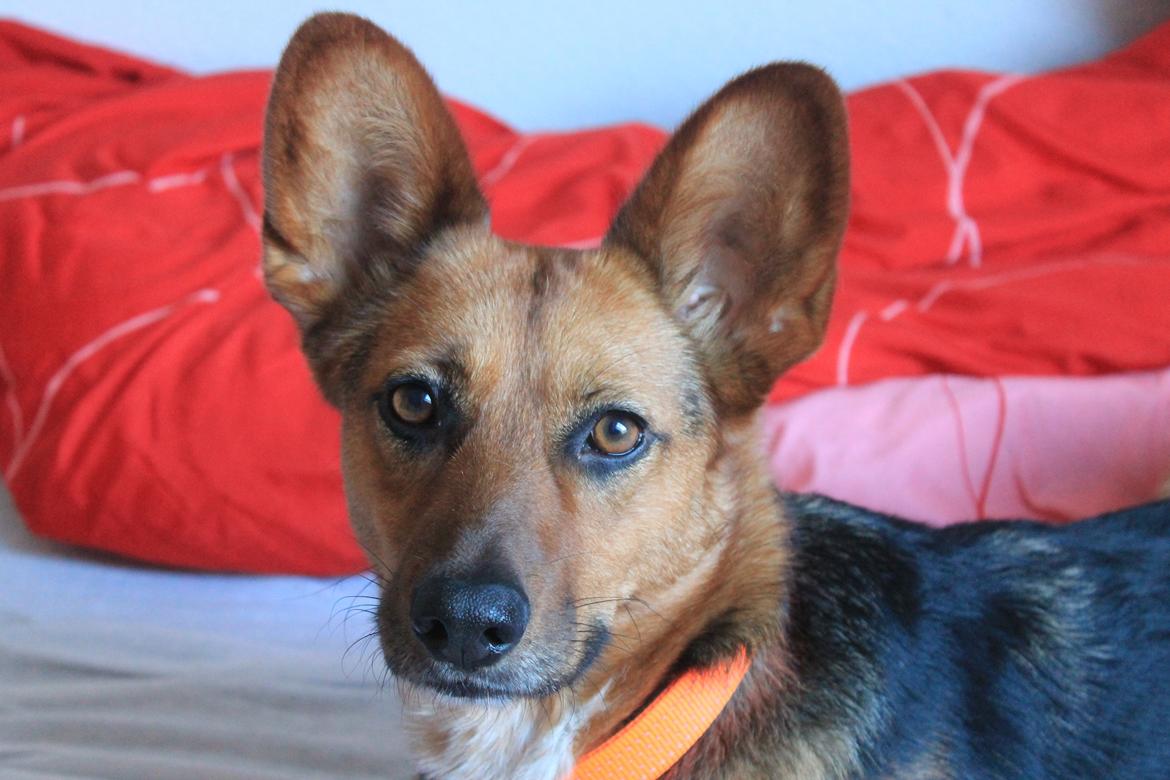 Blanding af racer Foxy billede 2