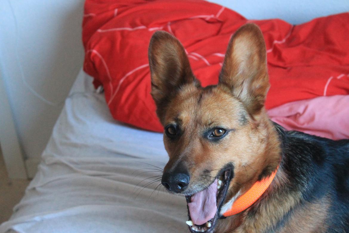 Blanding af racer Foxy billede 3