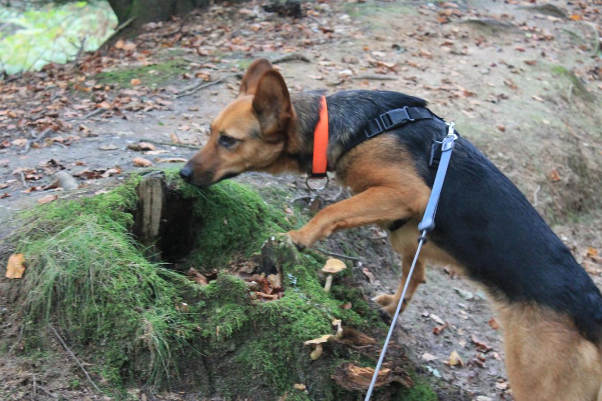 Blanding af racer Foxy billede 4