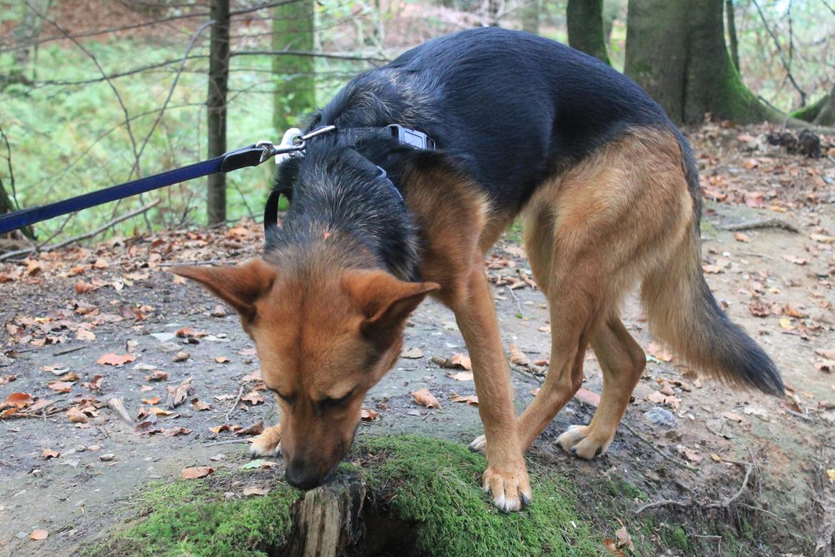 Blanding af racer Foxy billede 5