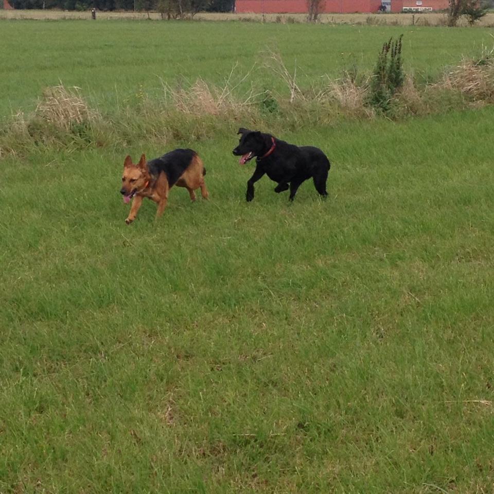 Blanding af racer Foxy - ziwa og foxy hygger sig billede 8