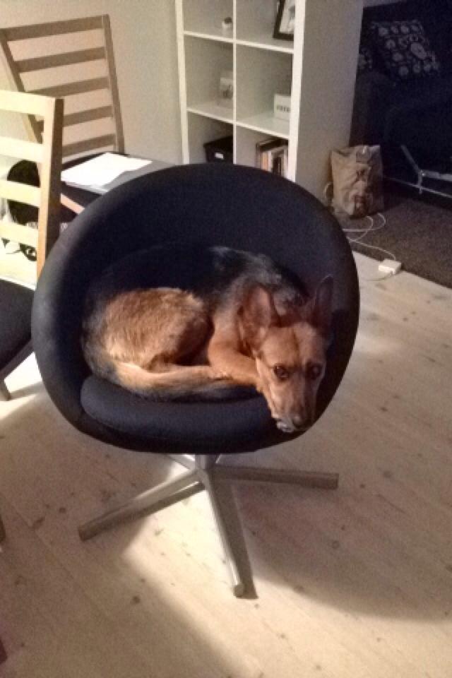 Blanding af racer Foxy - Hun elsker denne stol billede 11