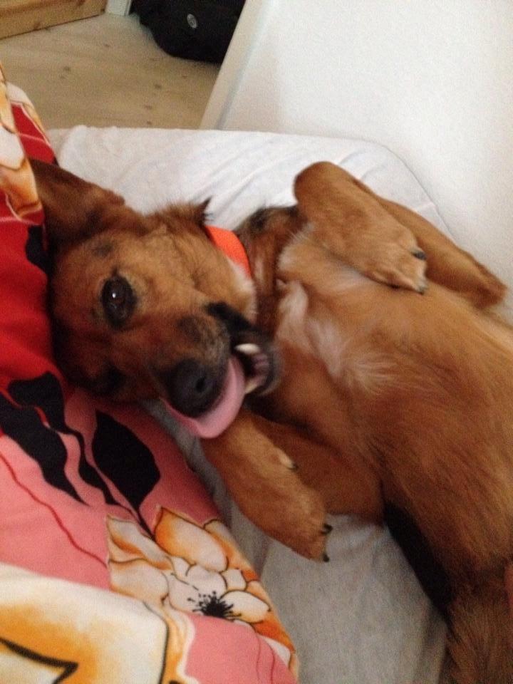 Blanding af racer Foxy billede 12