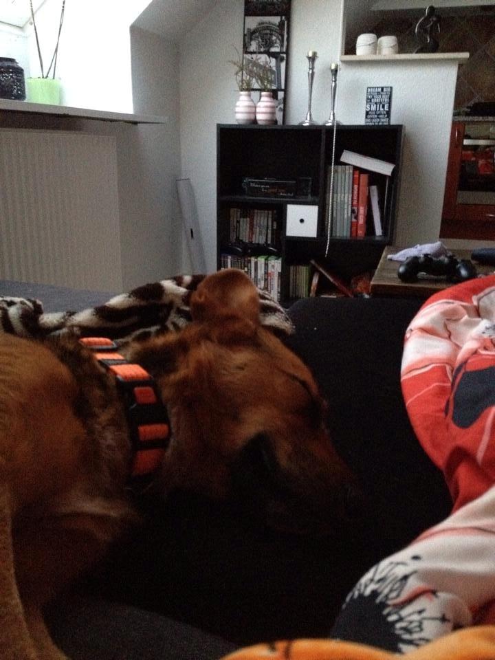 Blanding af racer Foxy - "jeg elsker sofaen!" billede 13