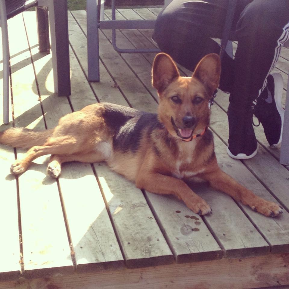 Blanding af racer Foxy billede 14