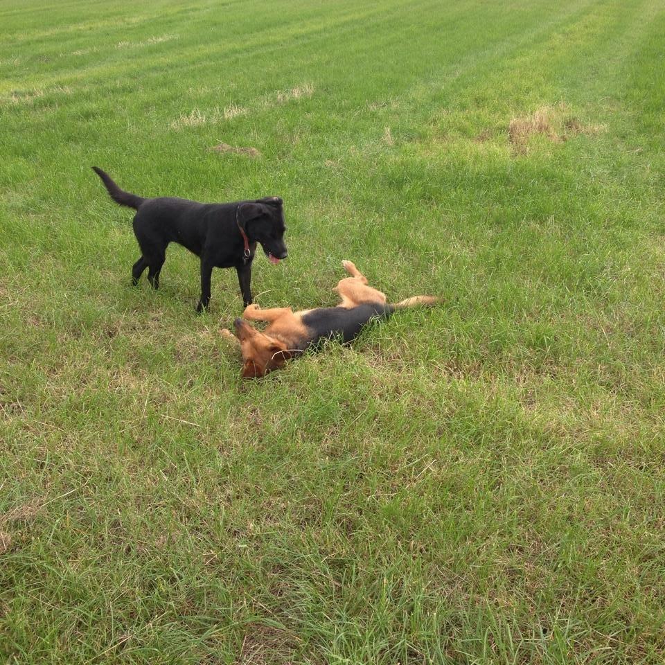 Blanding af racer Foxy - de leger videre  billede 9