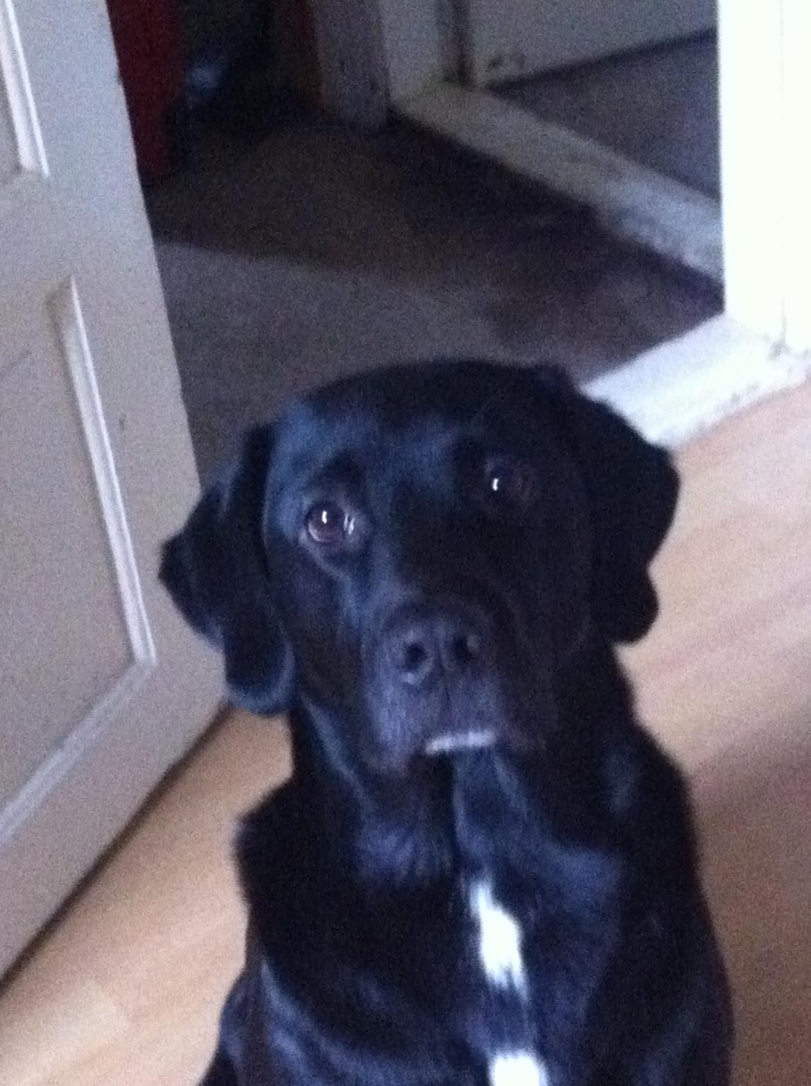 Labrador retriever Lucky billede 24