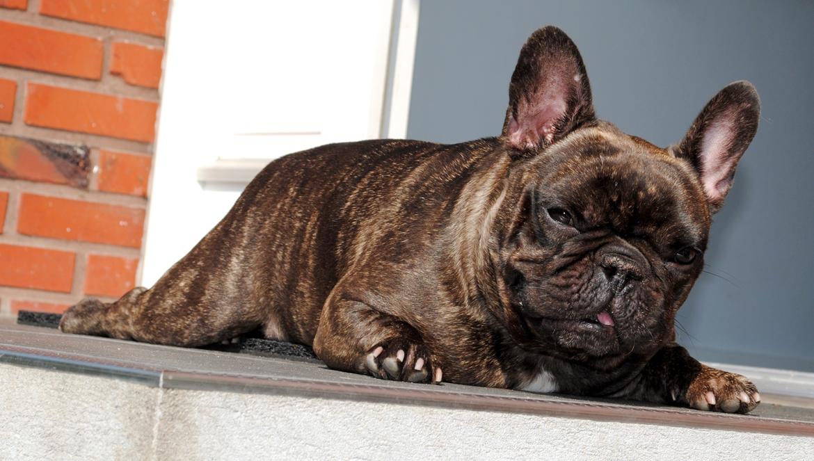 Fransk bulldog Alfred billede 3