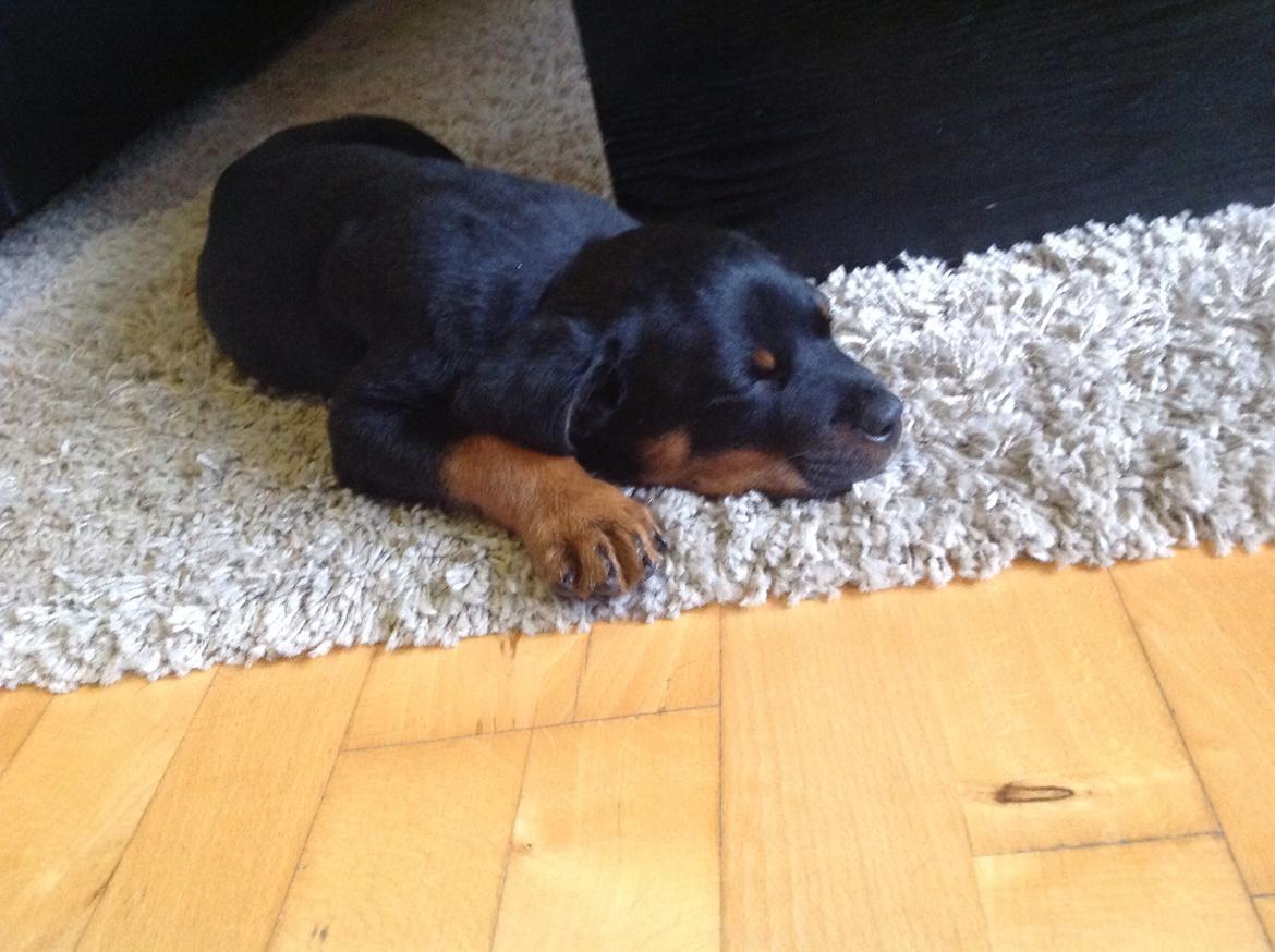 Rottweiler Jason billede 3