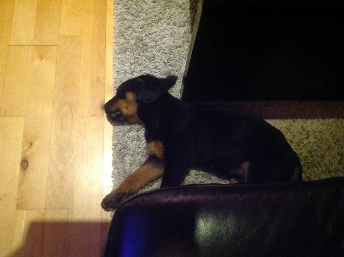 Rottweiler Jason billede 4