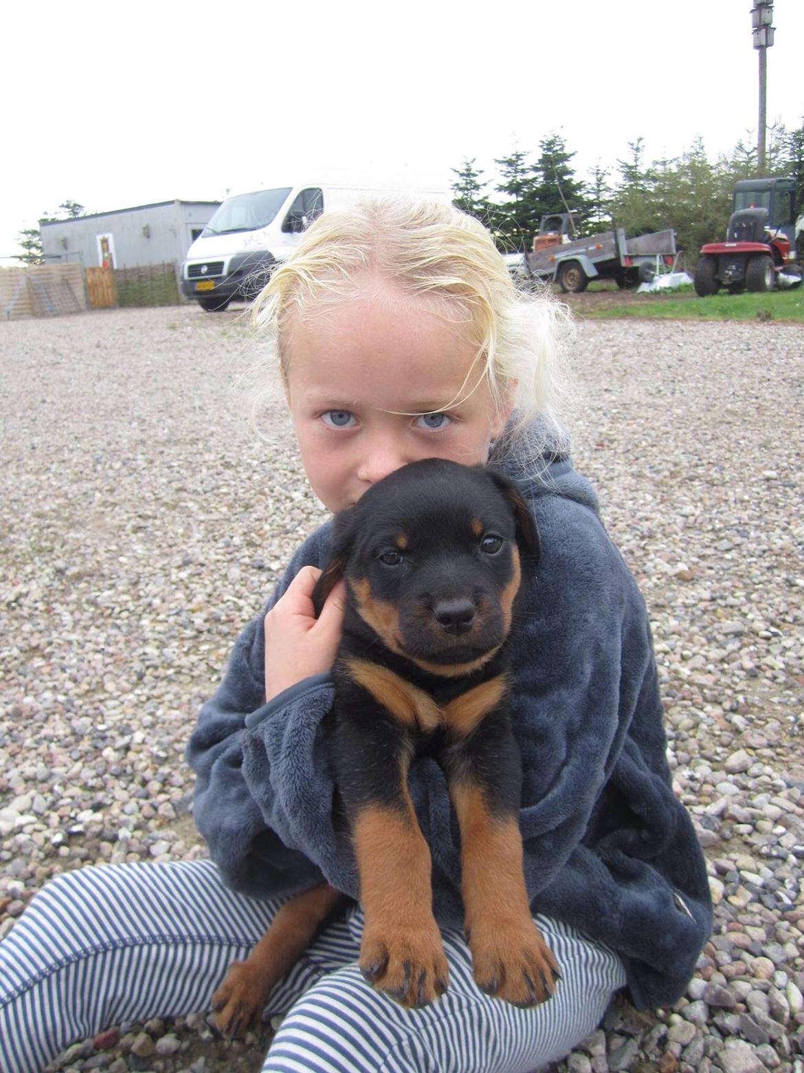 Rottweiler Jason billede 5