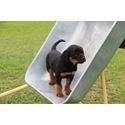 Rottweiler Jason billede 6
