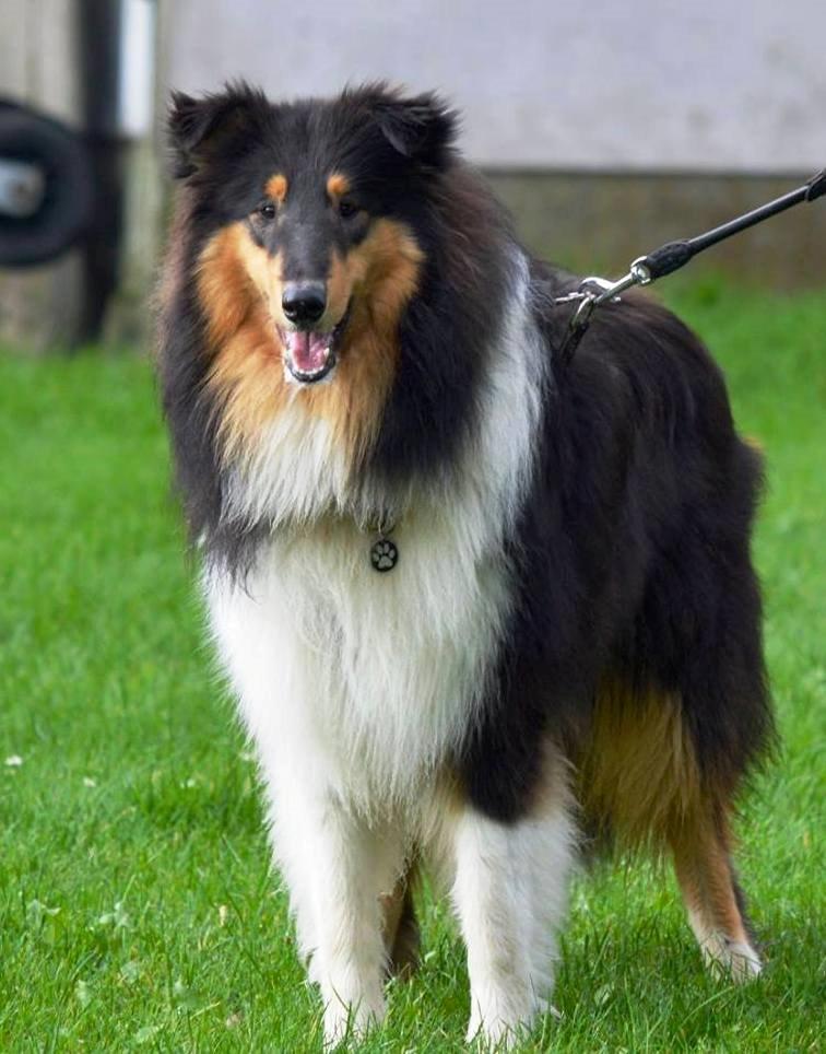 Collie langhåret Lapinette’s Fire It Up - Liam d. 25.10.2014 - 10 mdr gammel. billede 8