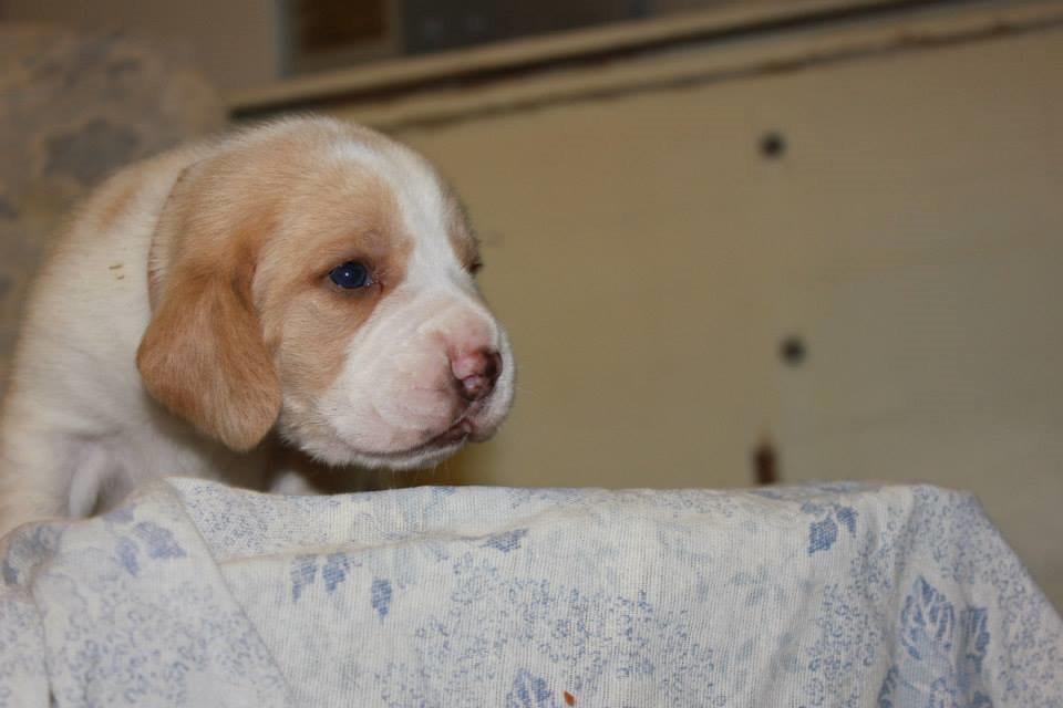 Beagle **Modi** - Her har han lige fået øjne billede 3