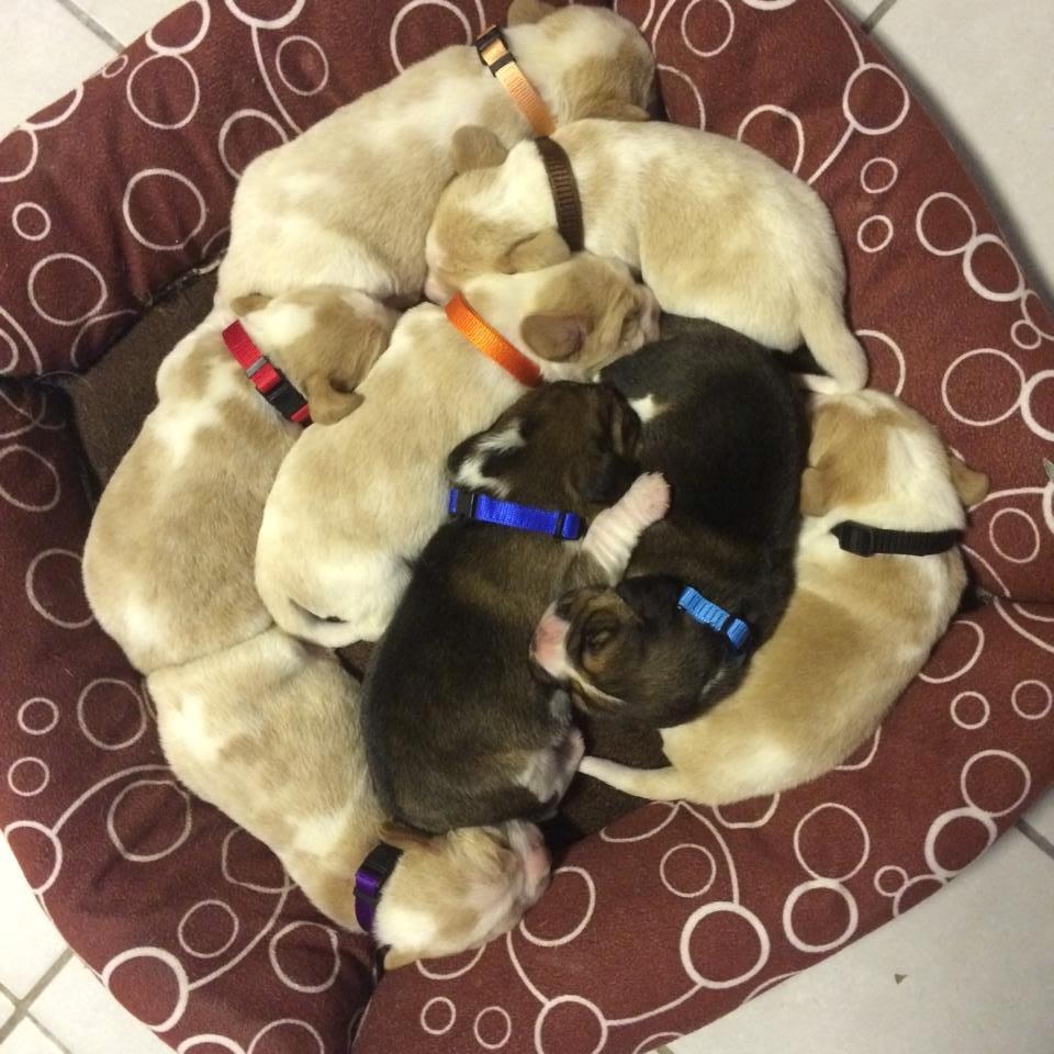 Beagle **Modi** - Da de blev navngivet og fik halsbånd på billede 4