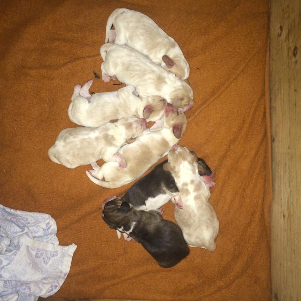 Beagle **Modi** - Få timer gammel, alle 8 hvalpe billede 5