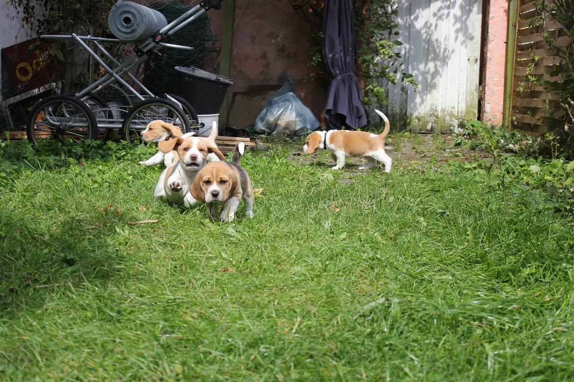 Beagle **Modi** - Der leges i haven billede 6