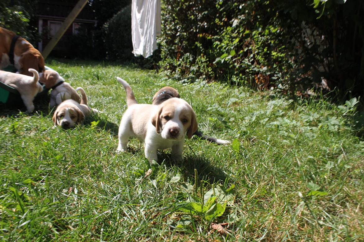 Beagle **Modi** - Første gang i haven, 3 uger gammel  billede 2