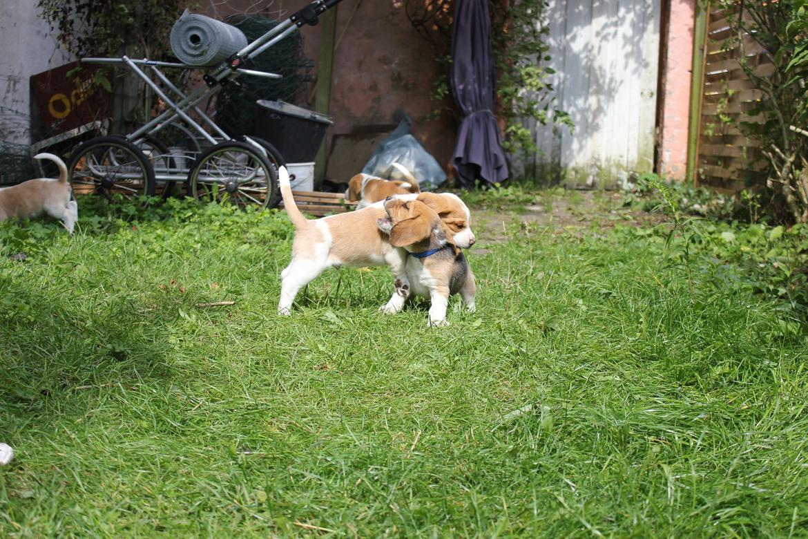 Beagle **Modi** - Leg med Thor i haven billede 8
