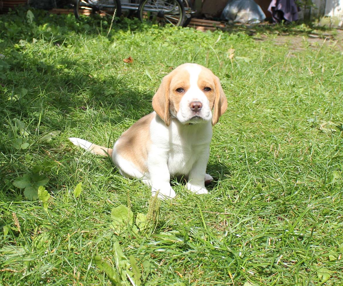 Beagle **Modi** - Modi i haven som hvalp billede 9