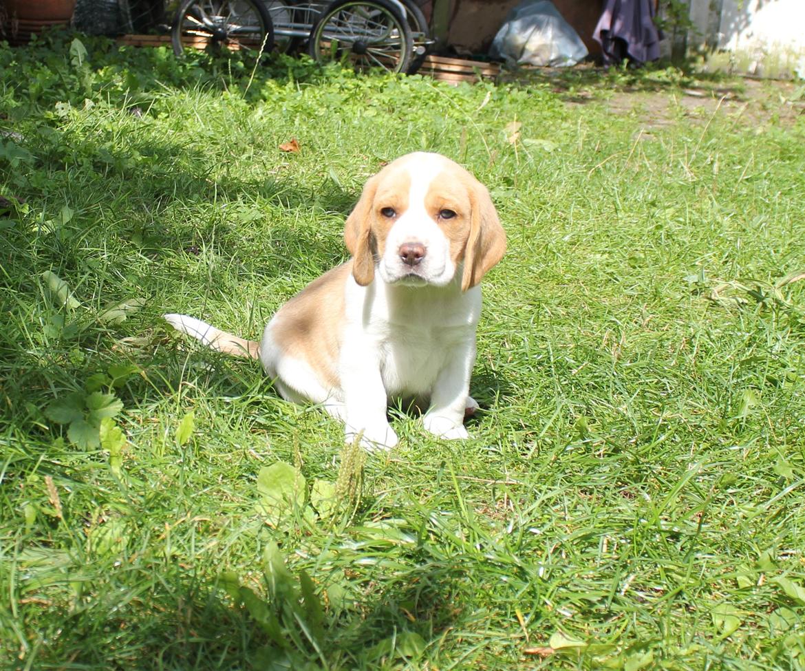 Beagle **Modi** - Modi i haven som lille billede 10