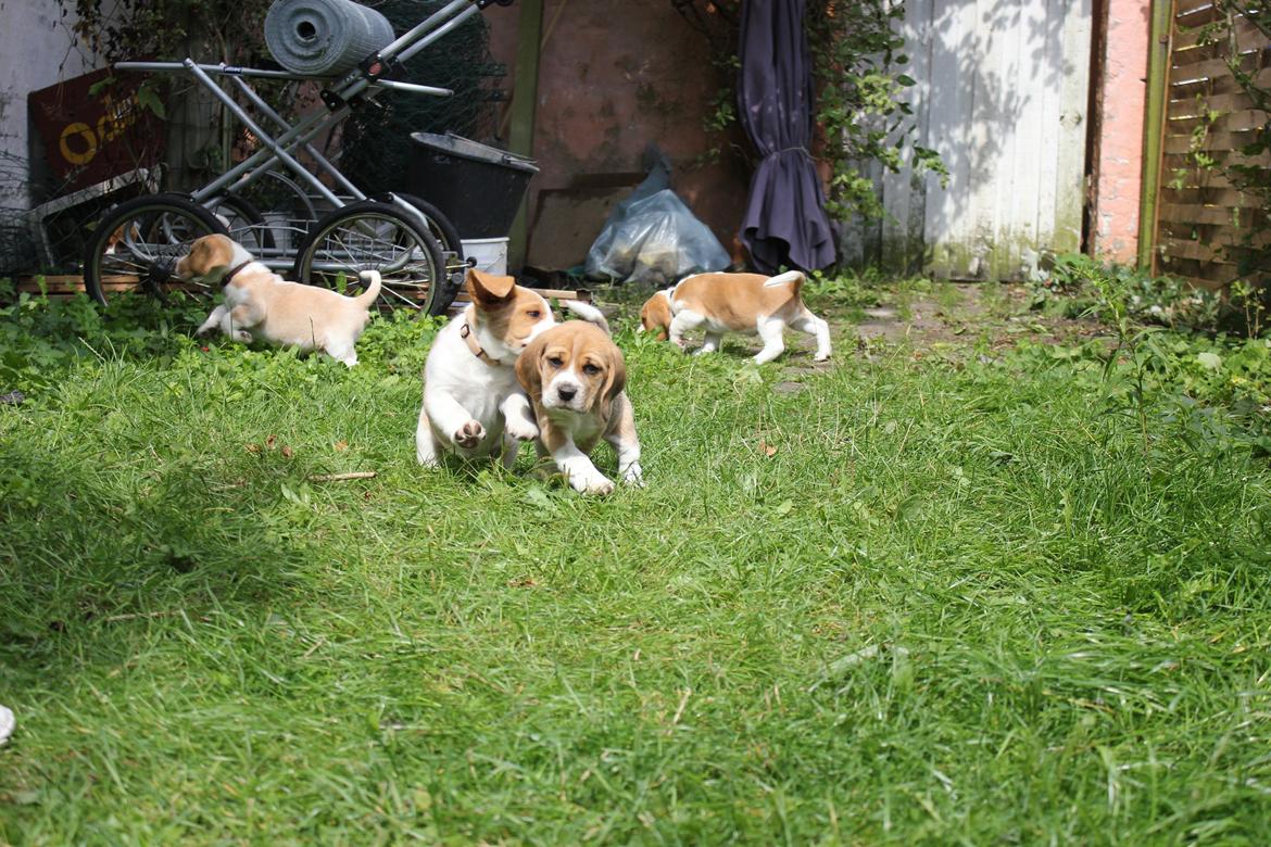 Beagle **Modi** - Leg med Thor i haven billede 7