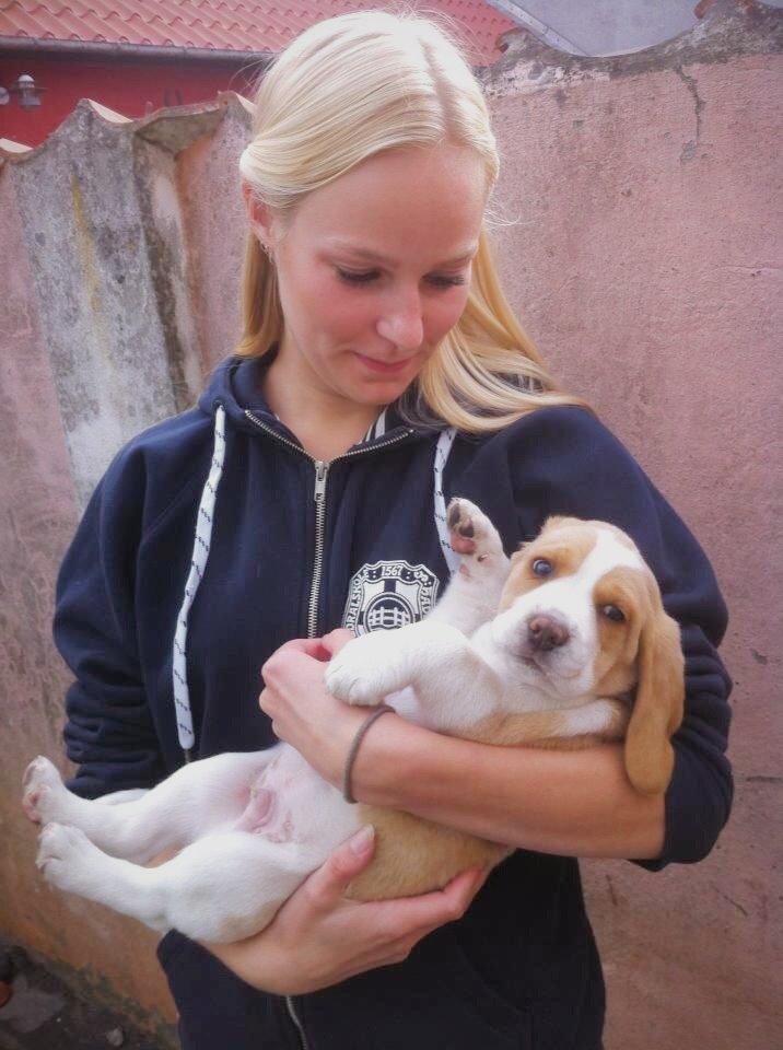 Beagle **Modi** - Modi og jeg billede 11