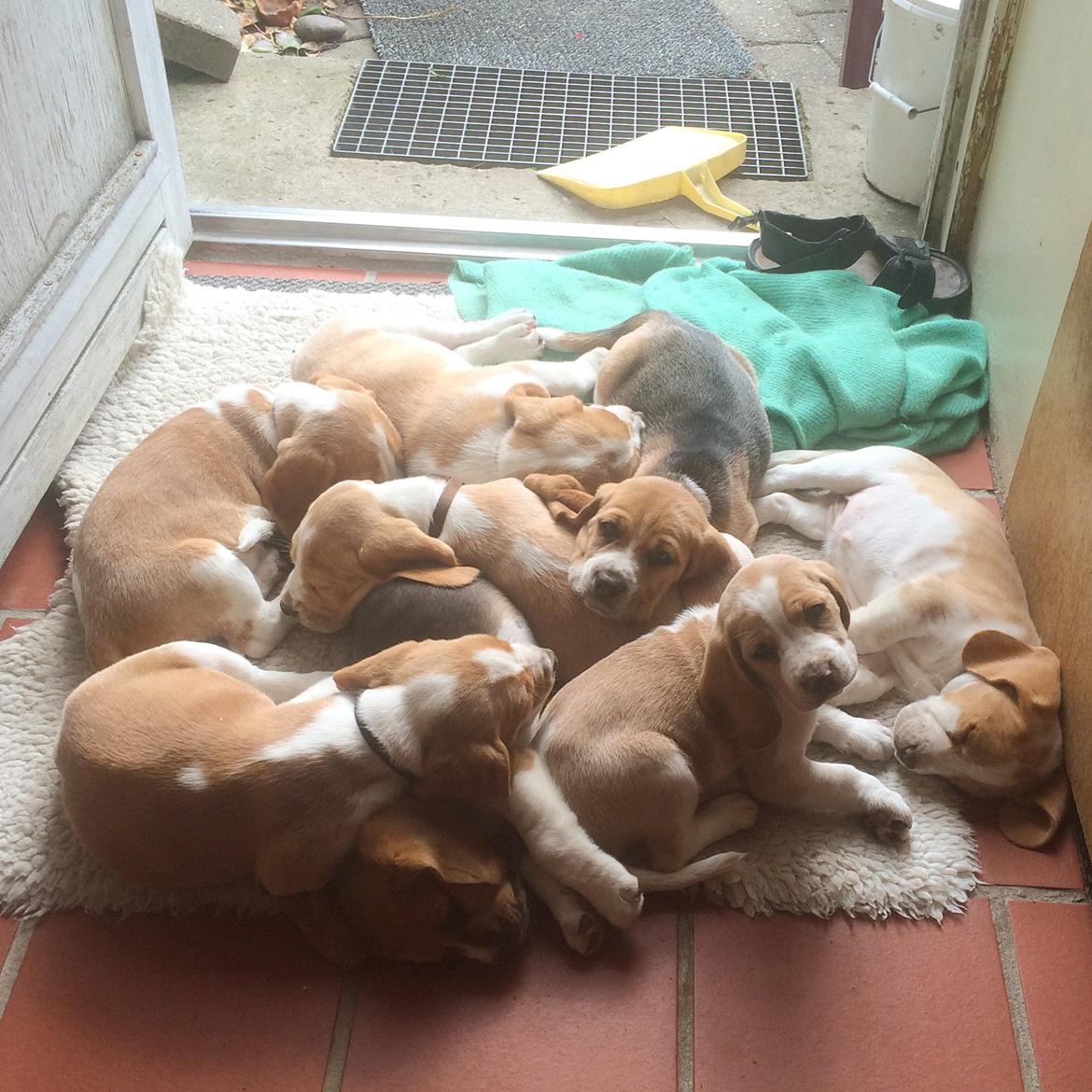 Beagle **Modi** - Modi og hans 7 søskende putter i gangen billede 13