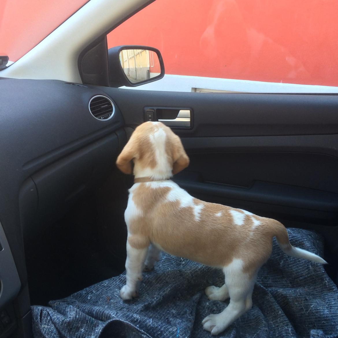 Beagle **Modi** - Modi kører bil billede 14