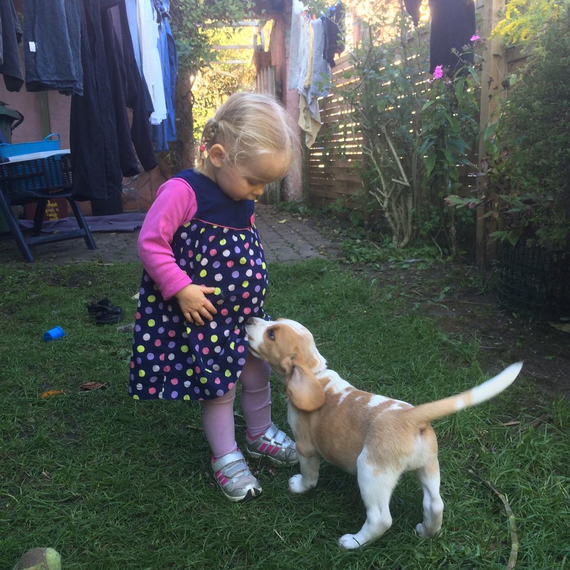 Beagle **Modi** - Modi og min niece billede 15