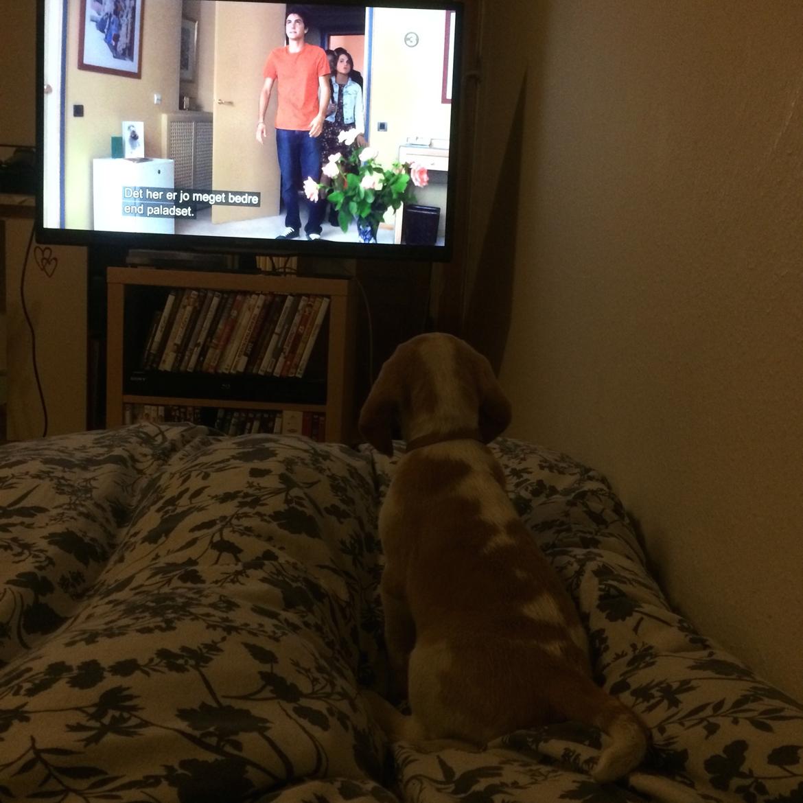 Beagle **Modi** - Modi ser fjernsyn billede 16