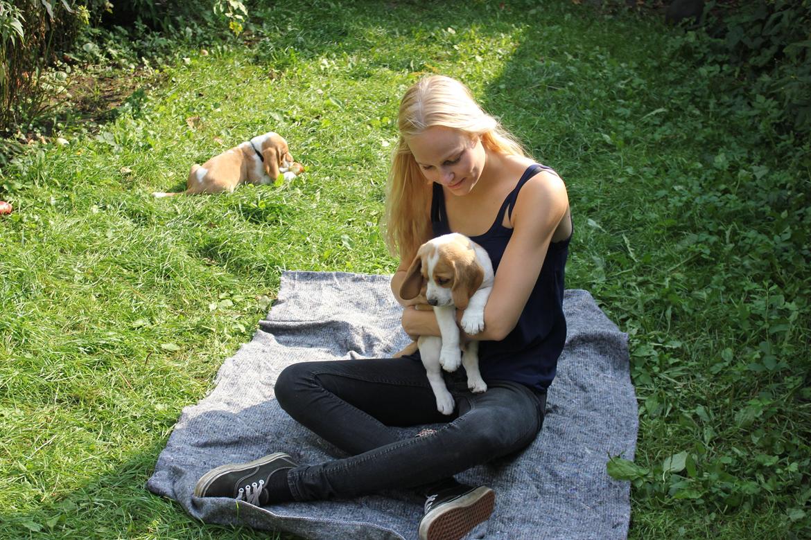 Beagle **Modi** - Modi og jeg billede 17