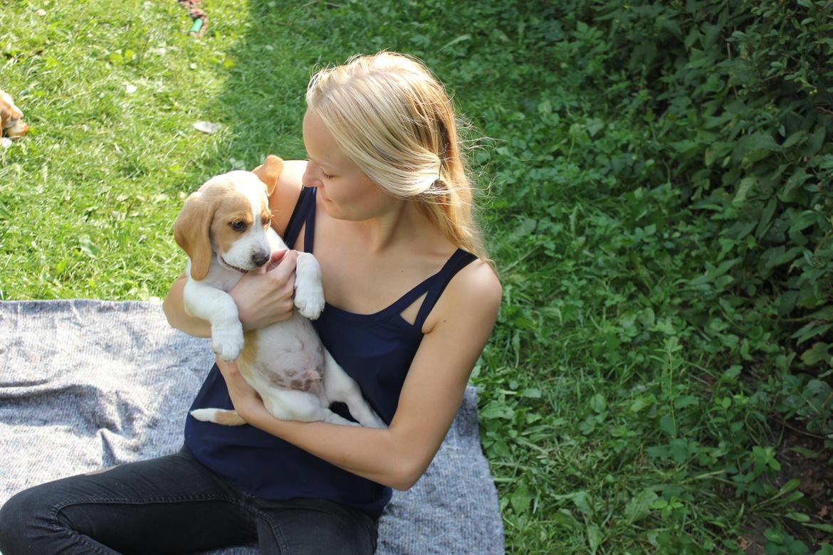 Beagle **Modi** - Modi og jeg billede 18