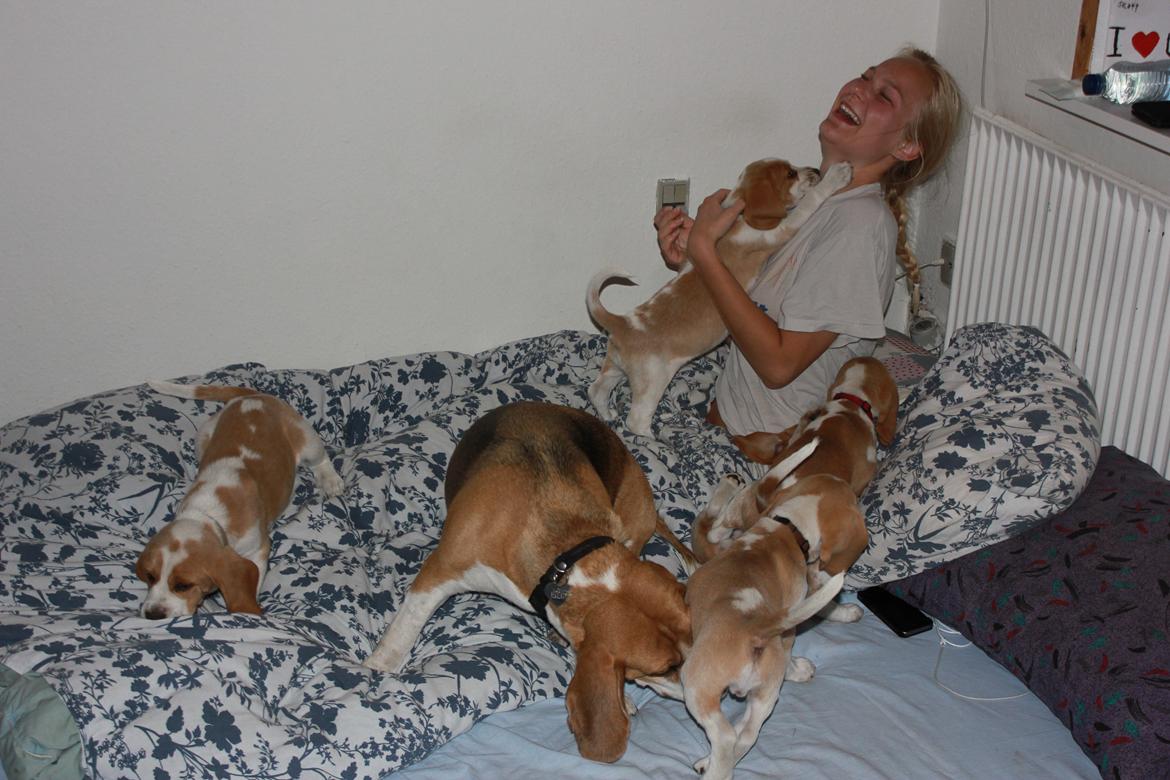 Beagle **Modi** - Jeg bliver overfaldet af hvalpe, på min 20 års fødselsdag! billede 19