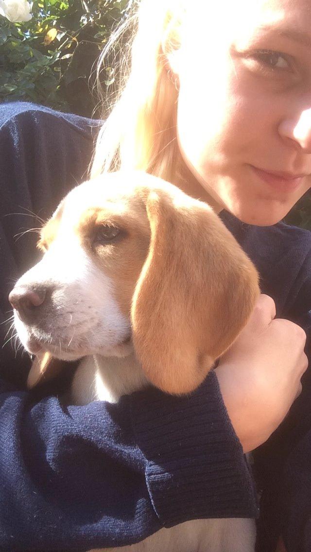 Beagle **Modi** - Modi og mig billede 20