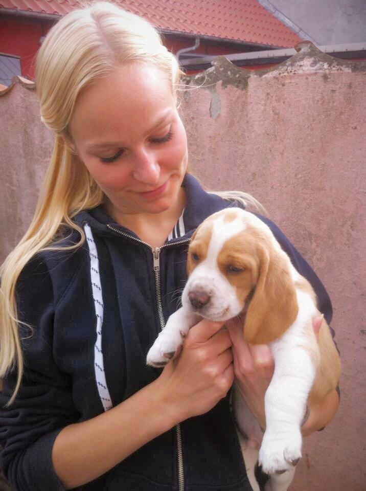 Beagle **Modi** - Modi og mig billede 22