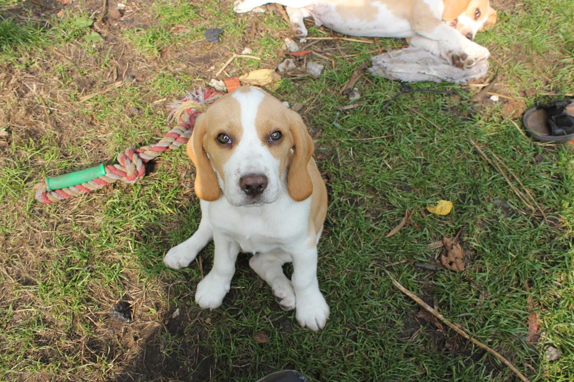 Beagle **Modi** - Modi billede 23