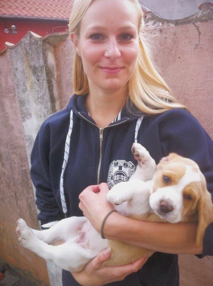 Beagle **Modi** - Modi og jeg billede 12