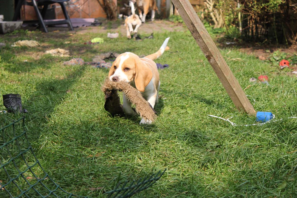 Beagle **Modi** - Leg i haven billede 25