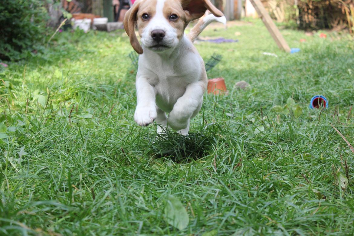 Beagle **Modi** - Modi på spring billede 1