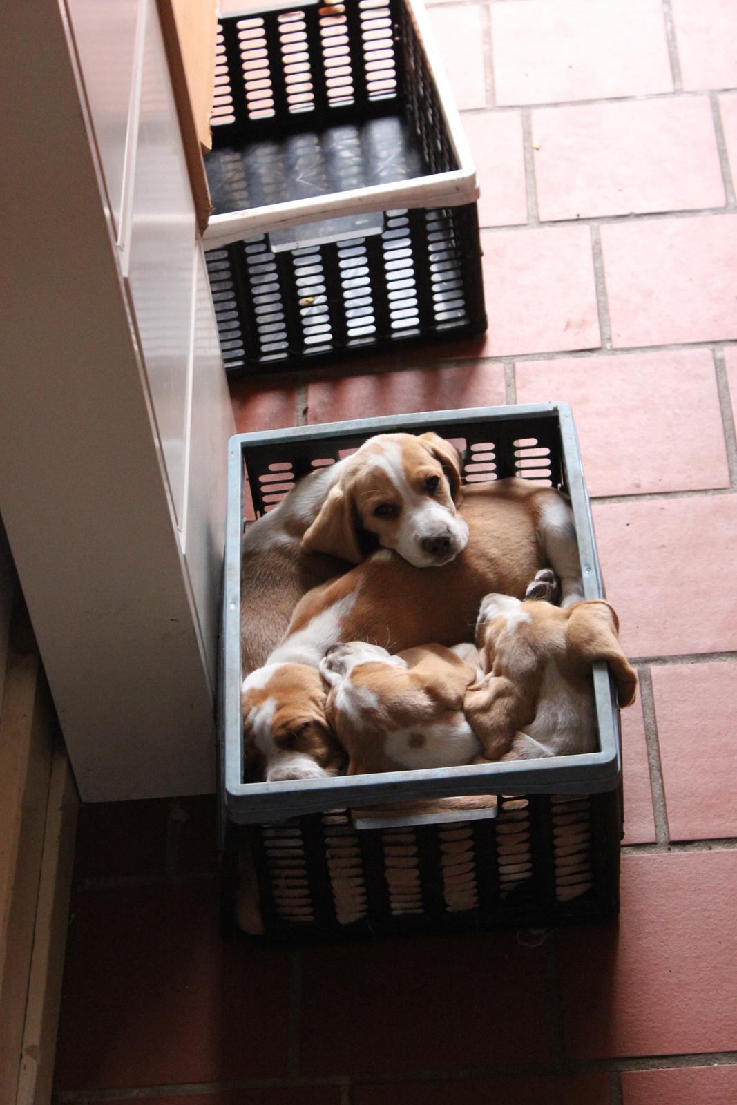 Beagle **Modi** - 4 hvalpe i en trådkurv, det er Modi der kigger. billede 26