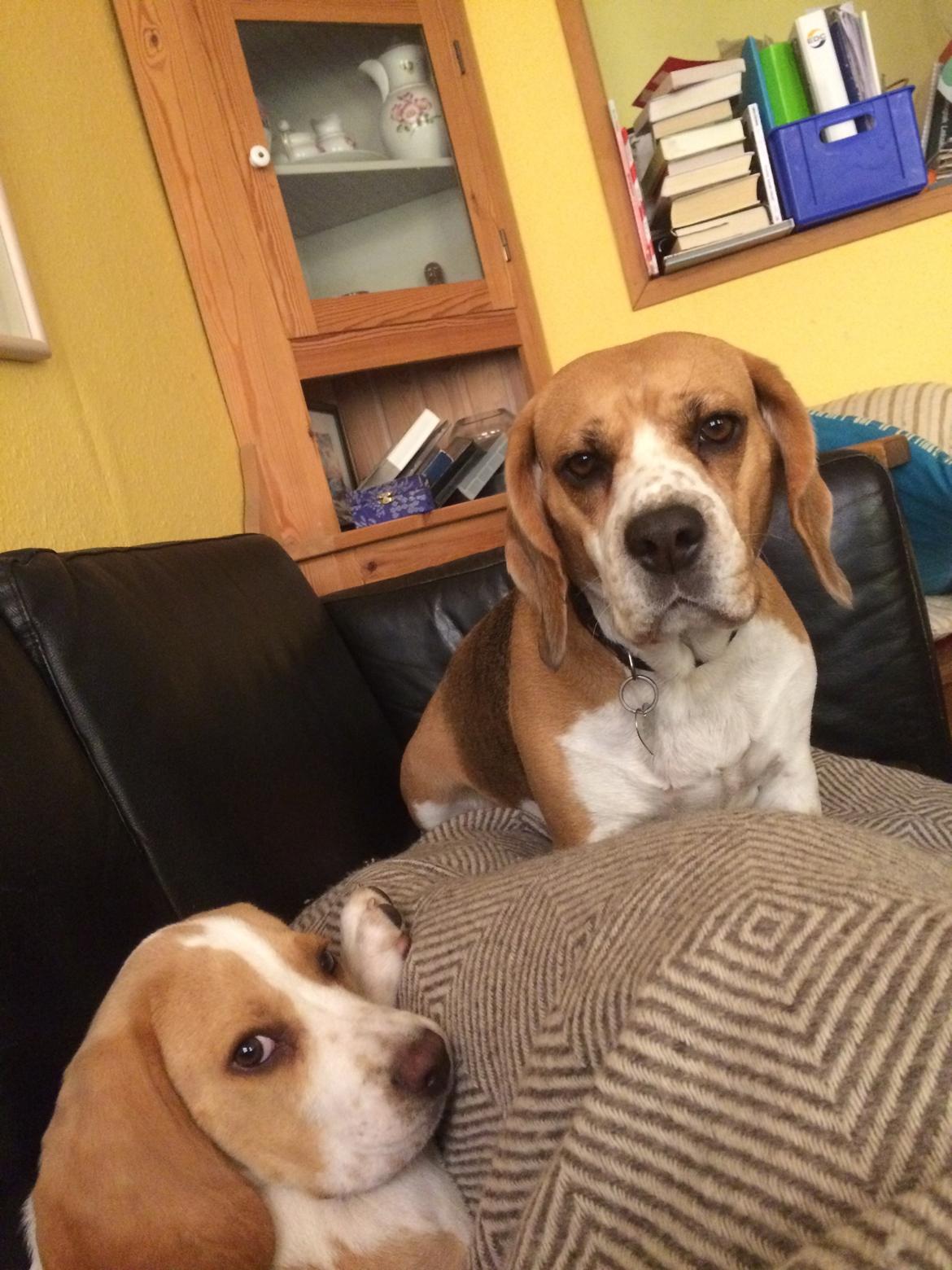 Beagle **Modi** - Modi og Malou putter i sofaen med mig billede 27