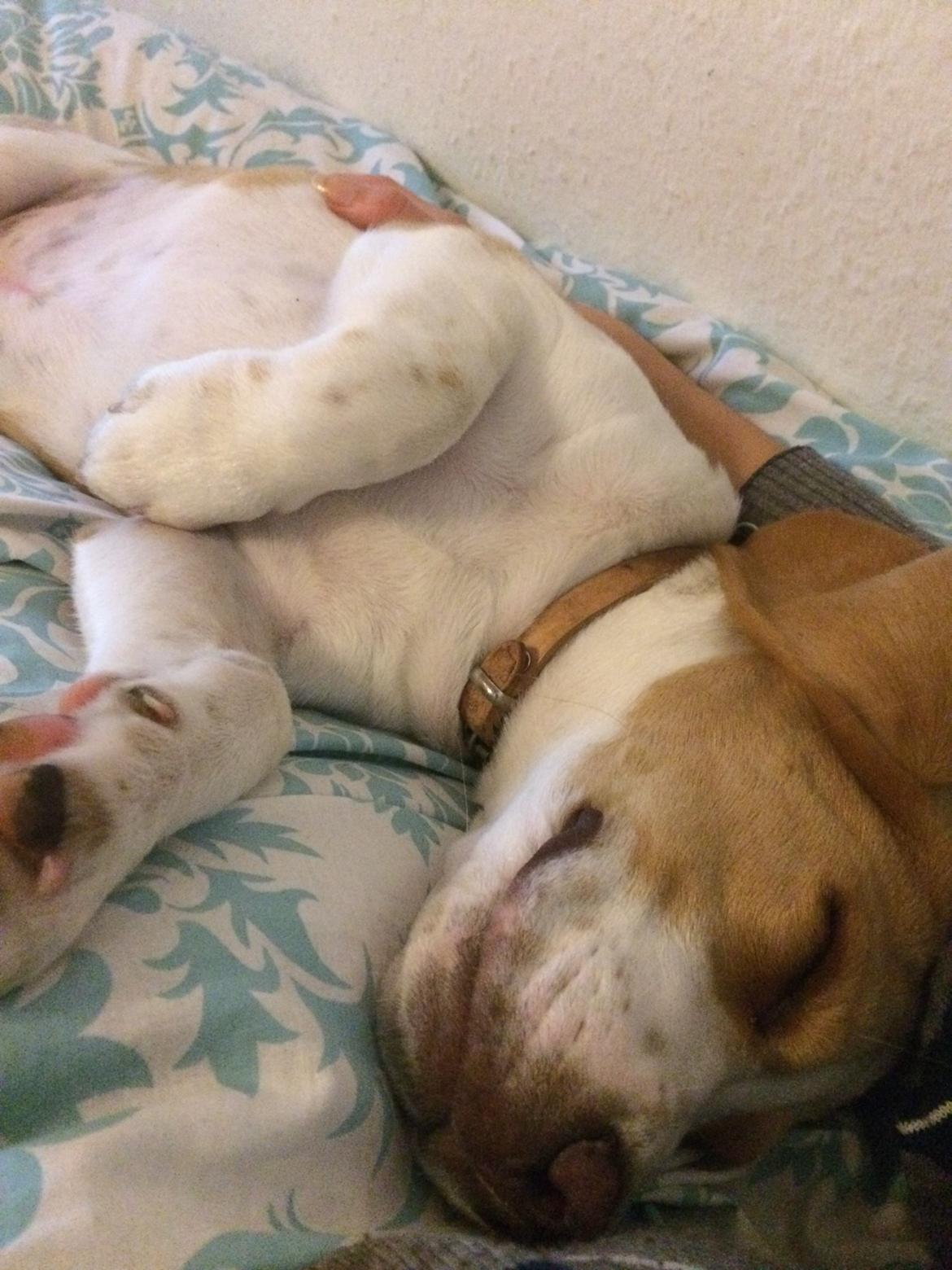 Beagle **Modi** - Puttegrisen Modi billede 28