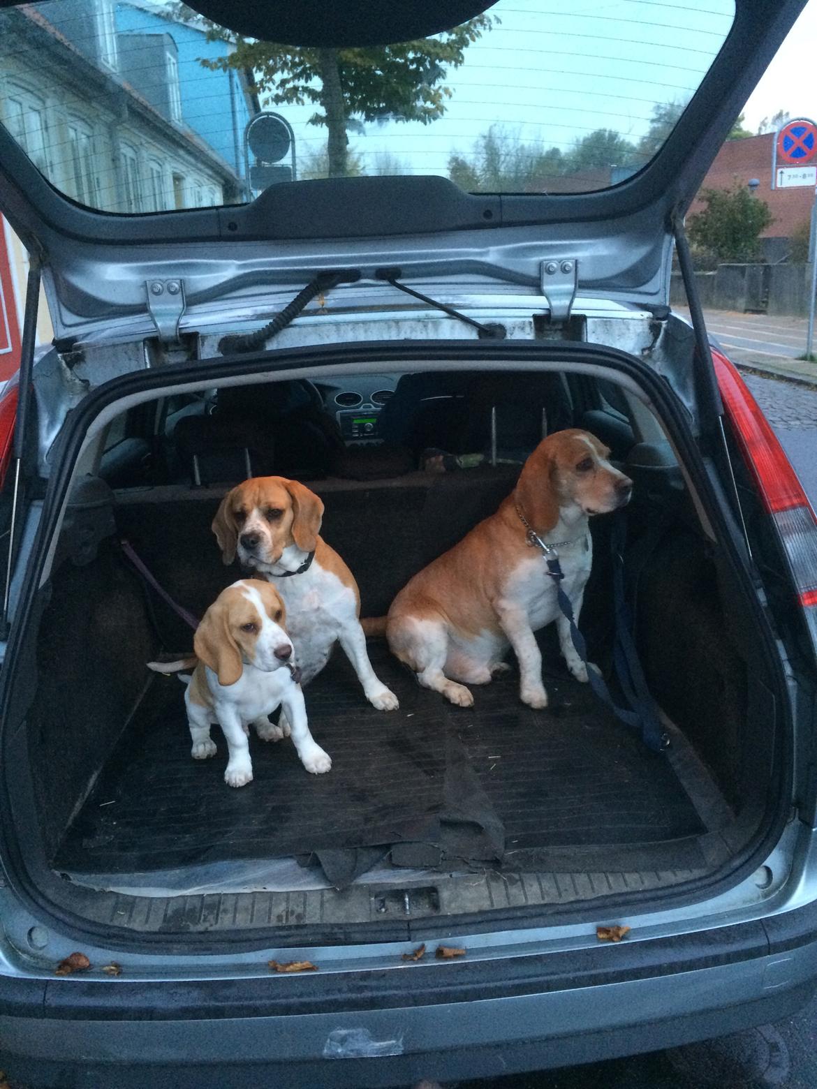 Beagle **Modi** - Modi, Malou og Darwin billede 29