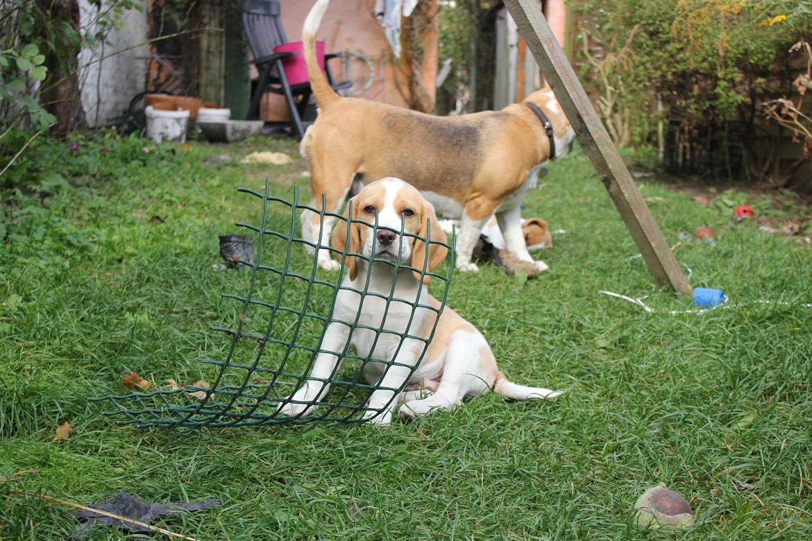 Beagle **Modi** - Modi bag et trådhegn billede 24