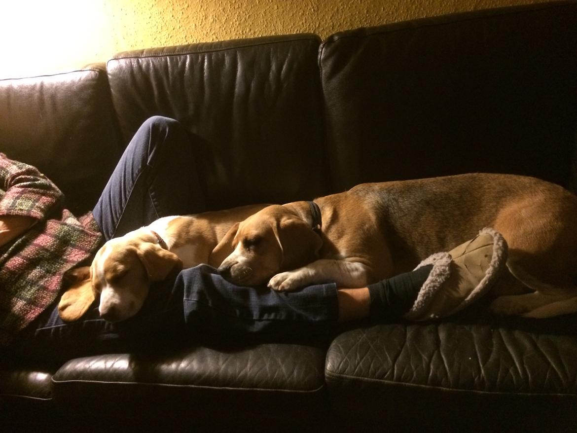 Beagle **Modi** - Der puttes med menneskemor og hundemor billede 30