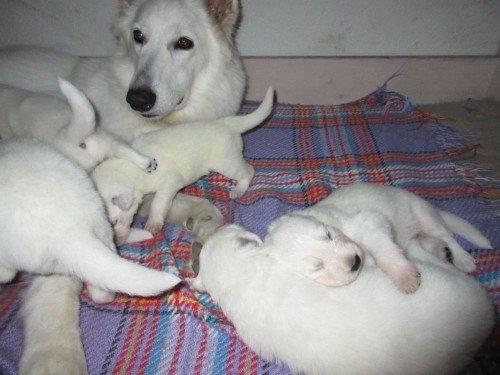 Hvid schæfer Smilla billede 9