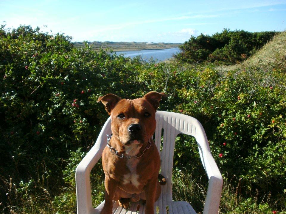 Staffordshire bull terrier Tovdal Bullet billede 1