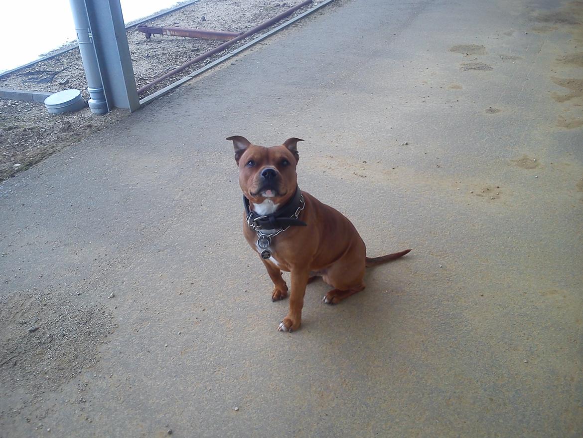 Staffordshire bull terrier Tovdal Bullet billede 4